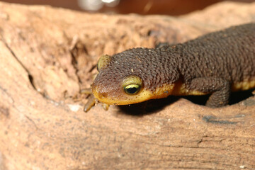 Close-up of the head of a young California Newt (Taricha torosa).  These newts produce a dangerous neurotoxin, tetrodotoxin, to protect them from predators. 