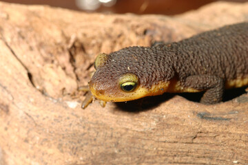 Close-up of the head of a young California Newt (Taricha torosa).  These newts produce a dangerous...