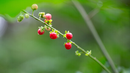red berries