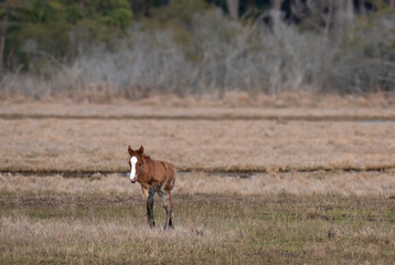 Chincoteague Pony