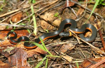 Pacific ringneck snake (Diadophis punctatus amabilis) wrapping its body around twigs, leaves and grass on the ground.
