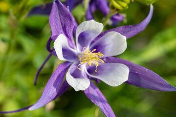 A blooming aquilegia (columbine flower) in a garden in Toronto.