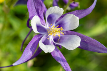 A blooming aquilegia (columbine flower) in a garden in Toronto.