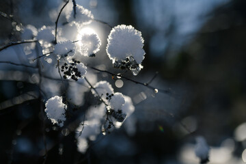snow on the branches of a tree in the rays of the sun. shallow depth of field