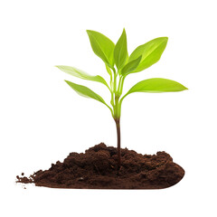 young plant growing from soil isolated on transparent background Remove png, Clipping Path, pen tool