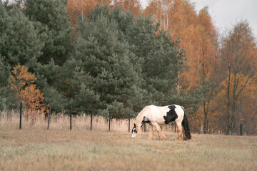 Mountain moorland pony breed horse. The tranquility of nature is captured as a beautiful horse...