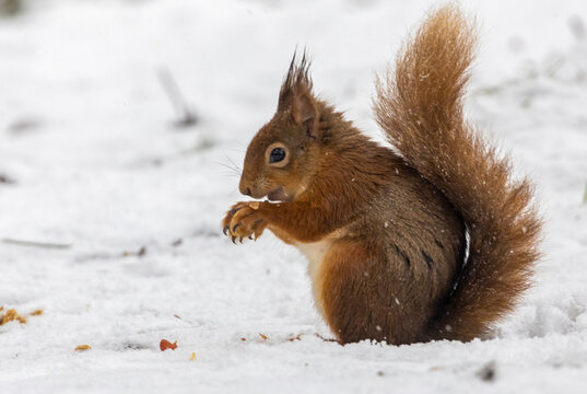 hungry scottish red squirrel in the snow in the forest with a nut © Sarah
