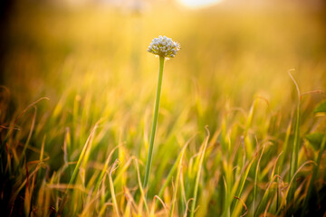 Behold the beauty of nature  This small white flower stands tall, embracing the vastness of the field