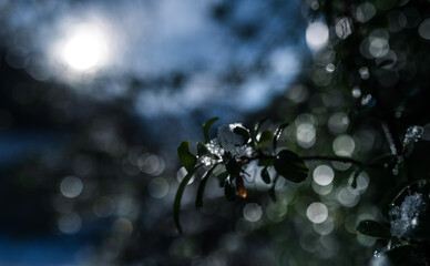 snow on the branches of boxwood in the rays of the sun. shallow depth of field
 - obrazy, fototapety, plakaty