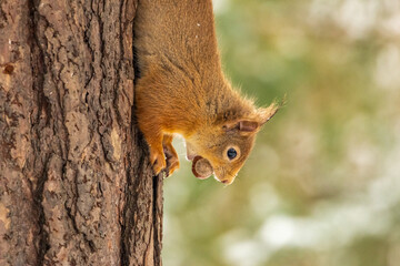 Scottish red squirrel on a tree with a nut