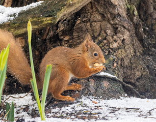 Hungry little scottish red squirrel in the snow in spring with daffodils blooming
