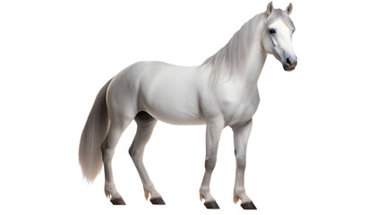 Obraz na płótnie Canvas A majestic white stallion with a flowing mane stands proudly, exuding grace and strength as it gazes into the distance with its powerful snout