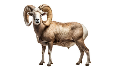 A majestic bighorn ram gazes confidently into the darkness, its impressive horns standing out against the stark black background, embodying the untamed beauty and power of the wild