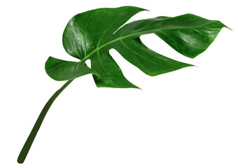 leaf monstera isolate , Green leaves pattern