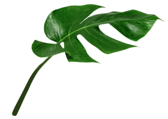 leaf monstera isolate , Green leaves pattern