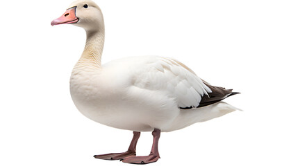 A majestic creature of contrast, the white duck with black wings glides gracefully through the water, embodying the beauty and harmony of nature