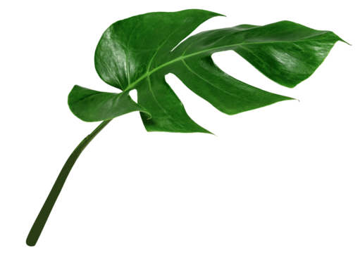 leaf monstera isolate , Green leaves pattern