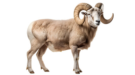 A majestic bighorn ram stands proudly in the wilderness, its impressive horns a symbol of strength and resilience in the animal kingdom