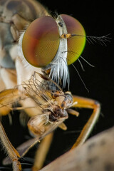 close up of a robber fly with prey