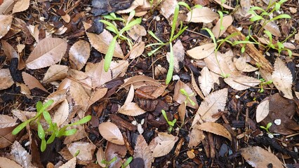 African daisy green sprouts start raising from a flowerbed ground covered with brown fallen leaves in soft Arizona winter, natural background
