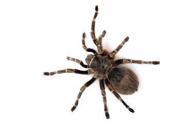 One of the largest species of tarantula is Chaco Golden Knee (Grammostola pulchripes).