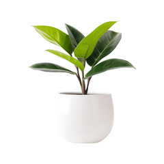 Young green plant in pot isolated on transparent background Remove png, Clipping Path, pen tool
