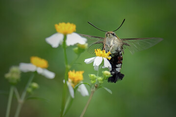 Humming moth on flower