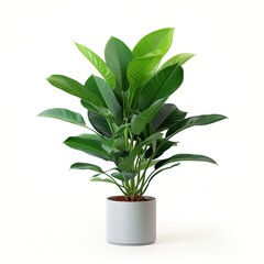 Alocasia lauterbachiana potted plant,