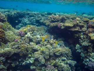 Naklejka na ściany i meble Acanthopagrus bifasciatus or Yellowband seabream in the coral reef of the Red Sea