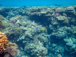 Naklejka na ściany i meble Acanthopagrus bifasciatus or Yellowband seabream in the coral reef of the Red Sea