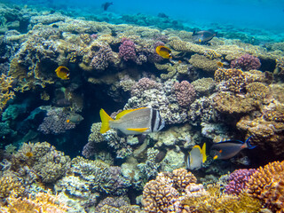 Fototapeta na wymiar Acanthopagrus bifasciatus or Yellowband seabream in the coral reef of the Red Sea