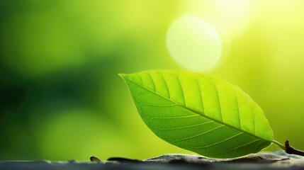 environment plant green background illustration eco sustainable, gardening botany, chlorophyll photosynthesis environment plant green background