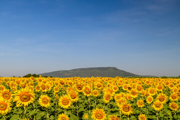 Beautiful sunflower blooming in sunflower field with blue sky background. Lop buri - obrazy, fototapety, plakaty