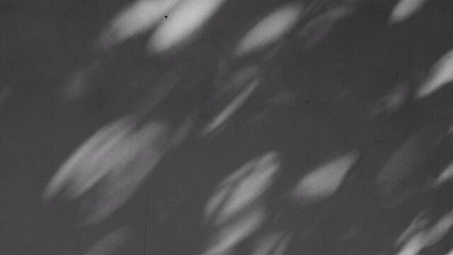 Concrete walls in a natural backdrop with the shadow of swaying leaves in the gentle breeze, abstract background