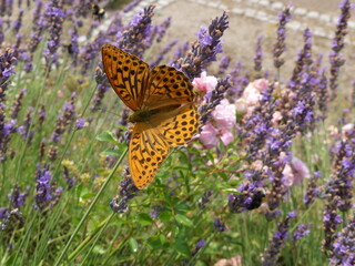 Papillon butinant sur les fleurs de lavande