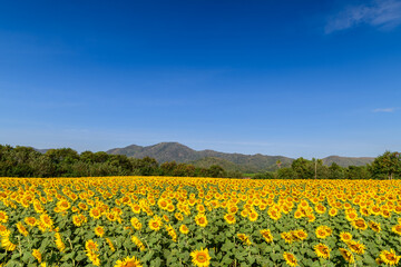 Fototapeta premium Beautiful sunflower flower blooming in sunflowers field with big moutain and blue sky