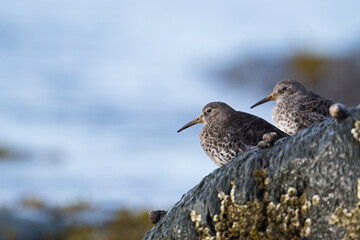 Duo de bécasseaux violets