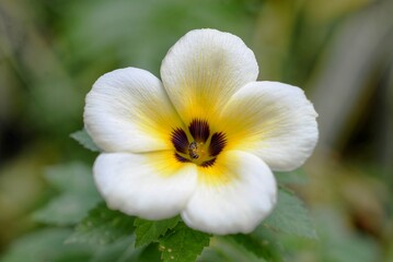 Fototapeta na wymiar little bee on a turnera flower