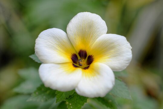 little bee on a turnera flower