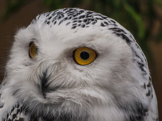 headshot of a snow owl