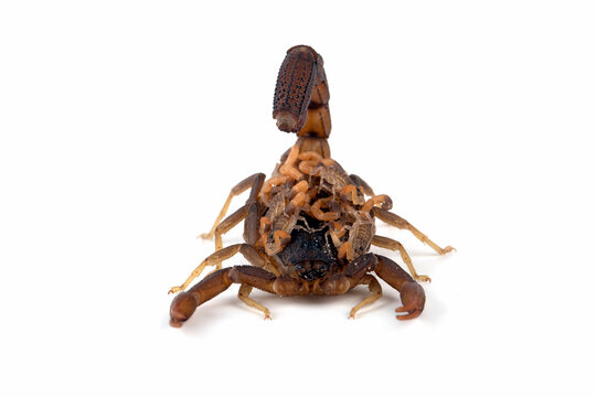 Hottentotta caboverdensis is a species of scorpions of the family Buthidae. 