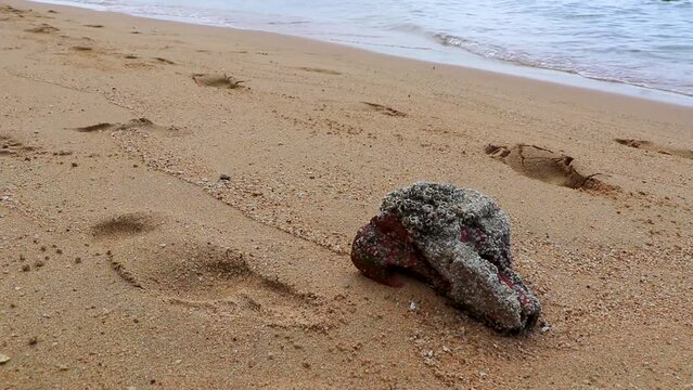 Stranded object full of shells beach sand in Pattaya Thailand.