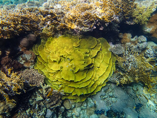 Beautiful sea inhabitants in the coral reef of the Red Sea