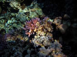 Beautiful sea inhabitants in the coral reef of the Red Sea