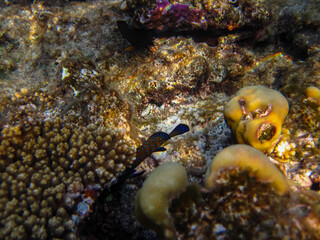Beautiful sea inhabitants in the coral reef of the Red Sea