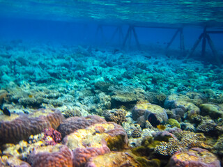 Beautiful sea inhabitants in the coral reef of the Red Sea