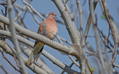 Laughing Dove (Spilopelia senegalensis) is a dove that is adapted to live in cities.