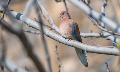 Laughing Dove (Spilopelia senegalensis) is a dove that is adapted to live in cities.