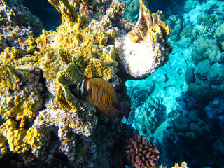 Naklejka na ściany i meble Beautiful sea inhabitants in the coral reef of the Red Sea