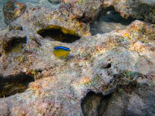 Beautiful sea inhabitants in the coral reef of the Red Sea